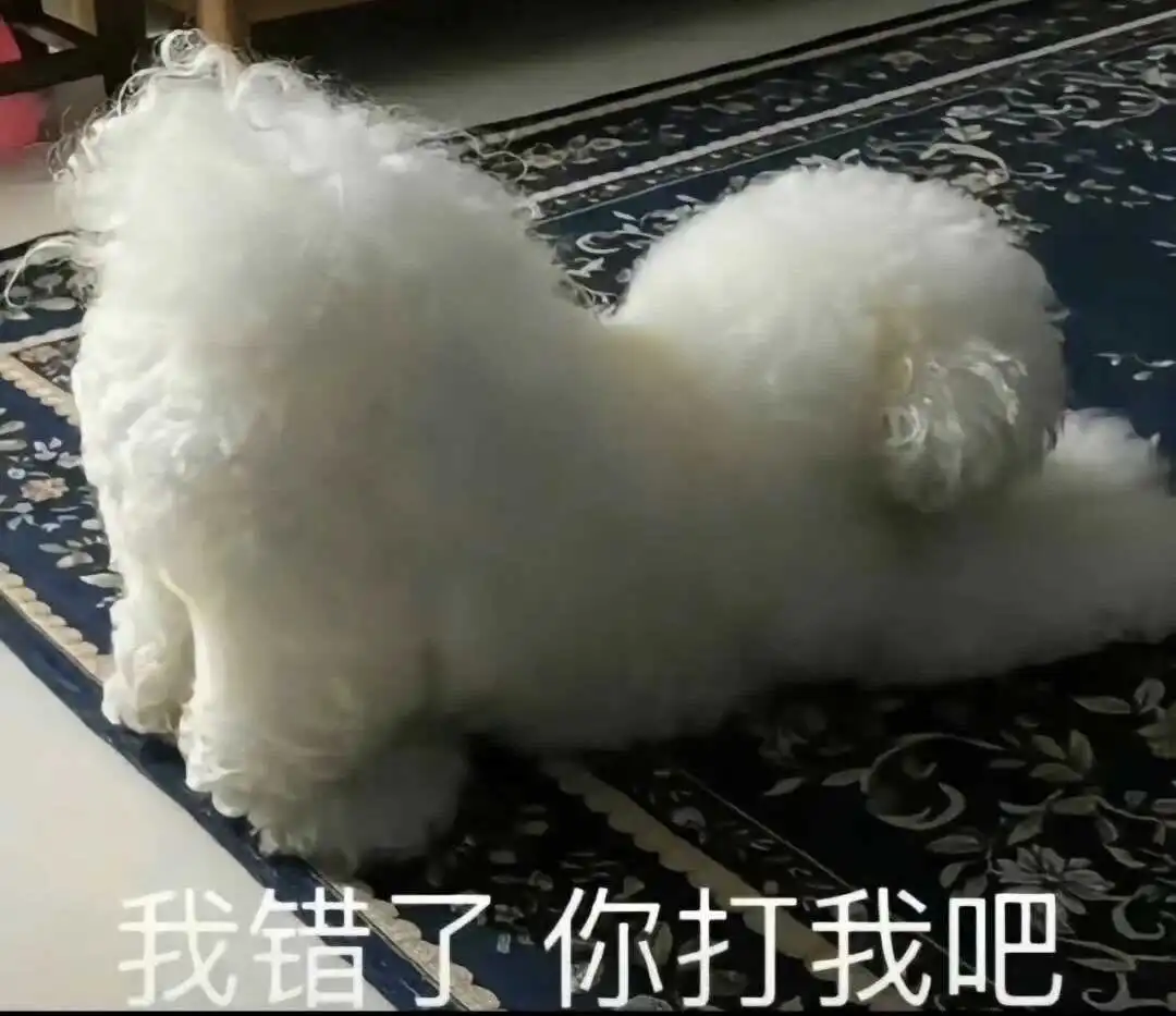 k9是什么 - 2023_12_05_21_26_IMG_9543